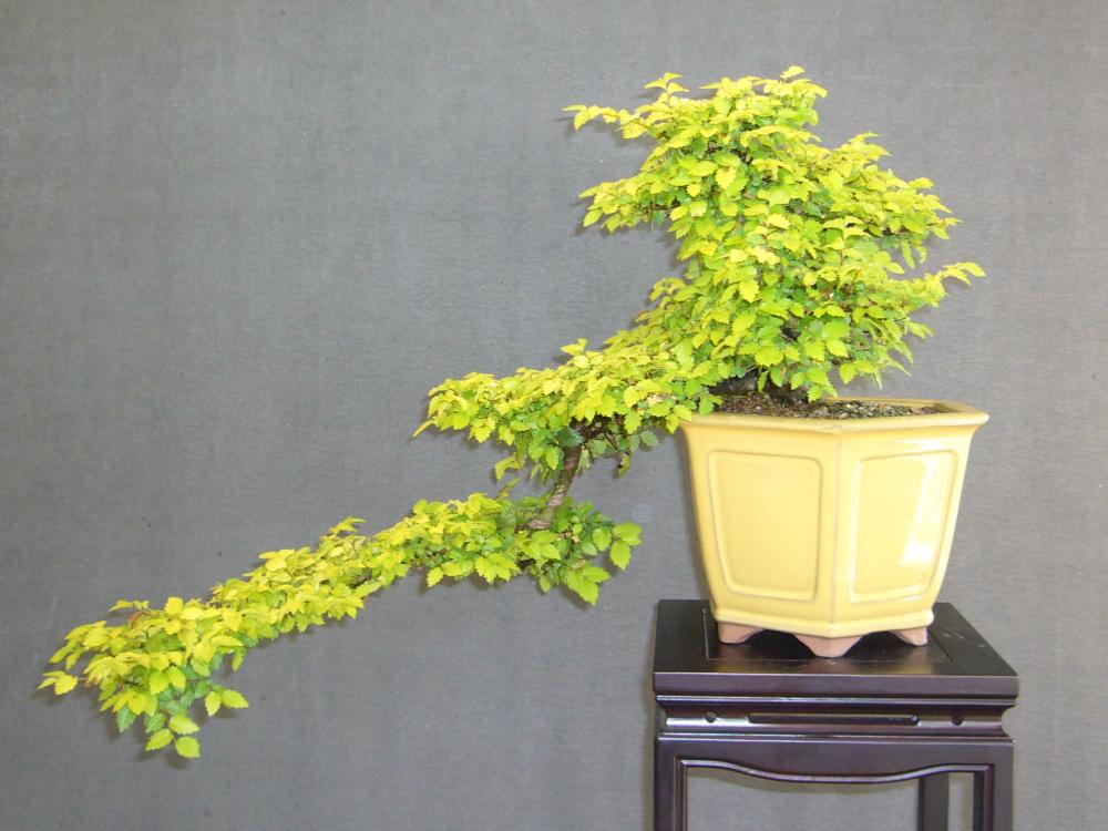 Goldulme bei Lippe-Bonsai